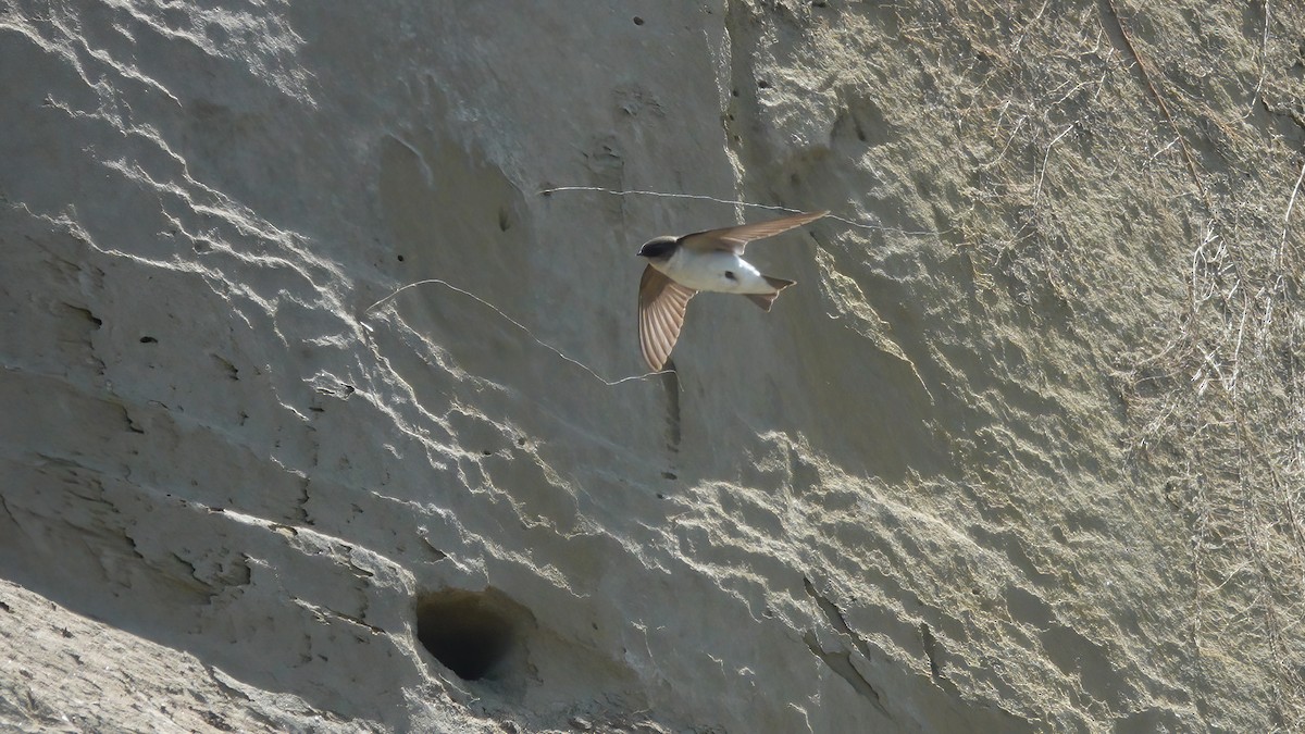 Northern Rough-winged Swallow - ML579955831