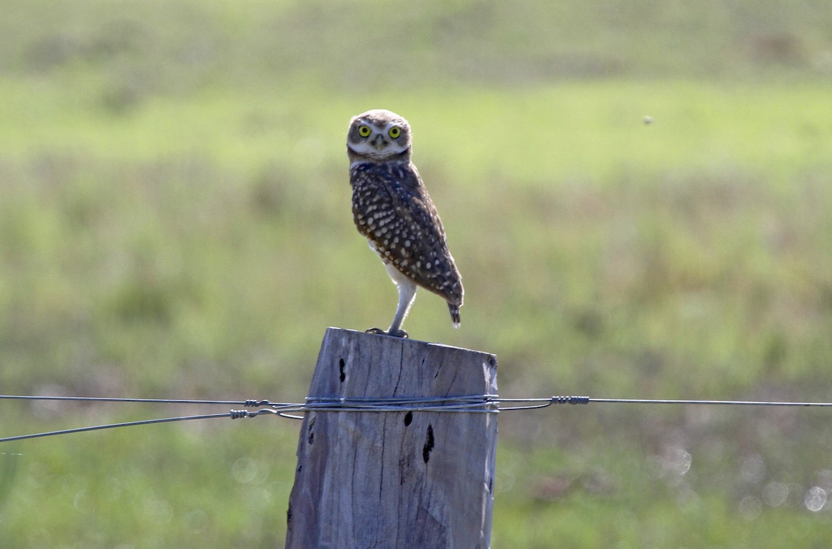 Burrowing Owl - ML579958011
