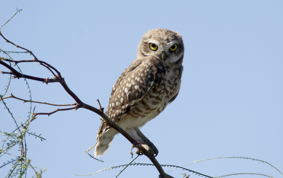 Burrowing Owl - ML579958021