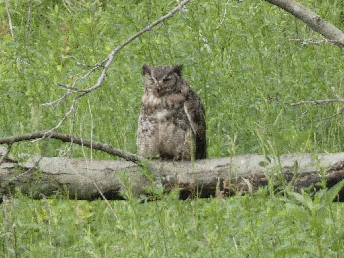 Great Horned Owl - ML579958511