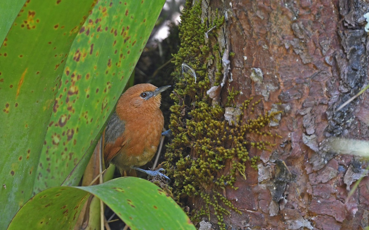 Rusty-headed Spinetail - Christoph Moning