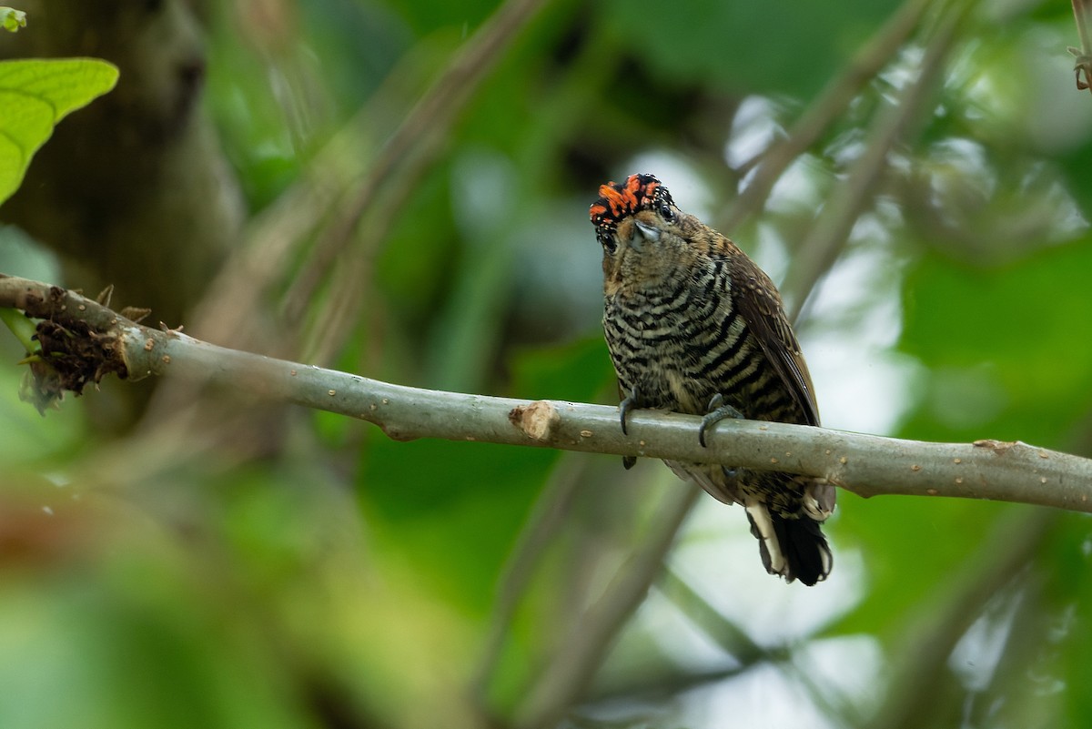 Ochre-collared Piculet - ML579960271