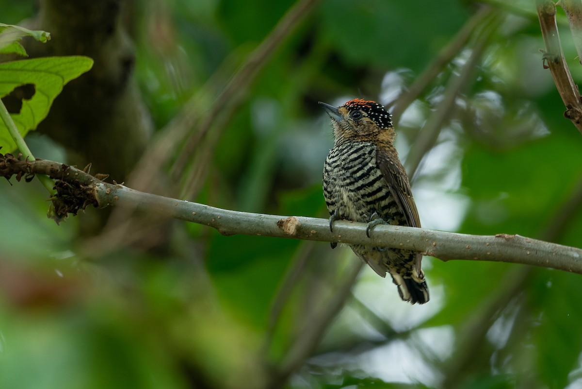 Ochre-collared Piculet - ML579960281