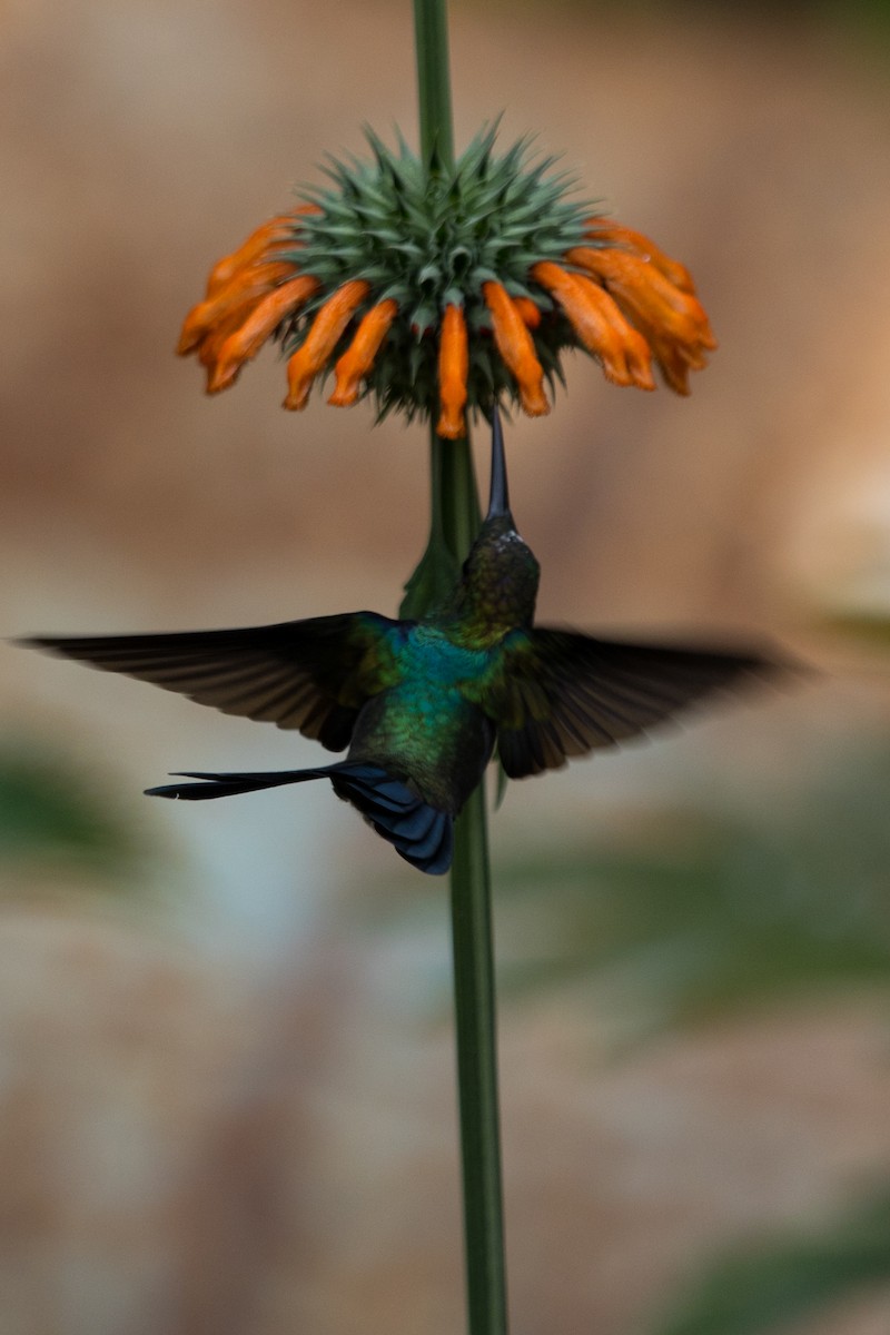 Rufous-booted Racket-tail - Roland Pfeiffer