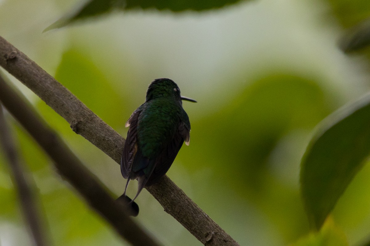 Rufous-booted Racket-tail - ML579962141