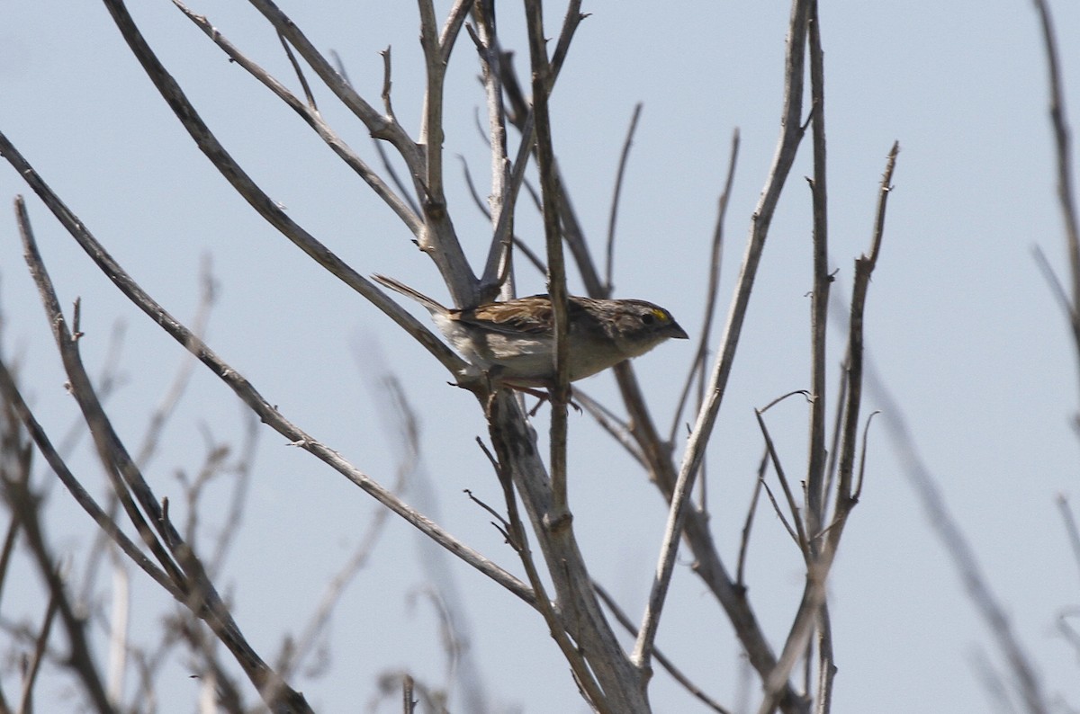 Grassland Sparrow - ML579962161