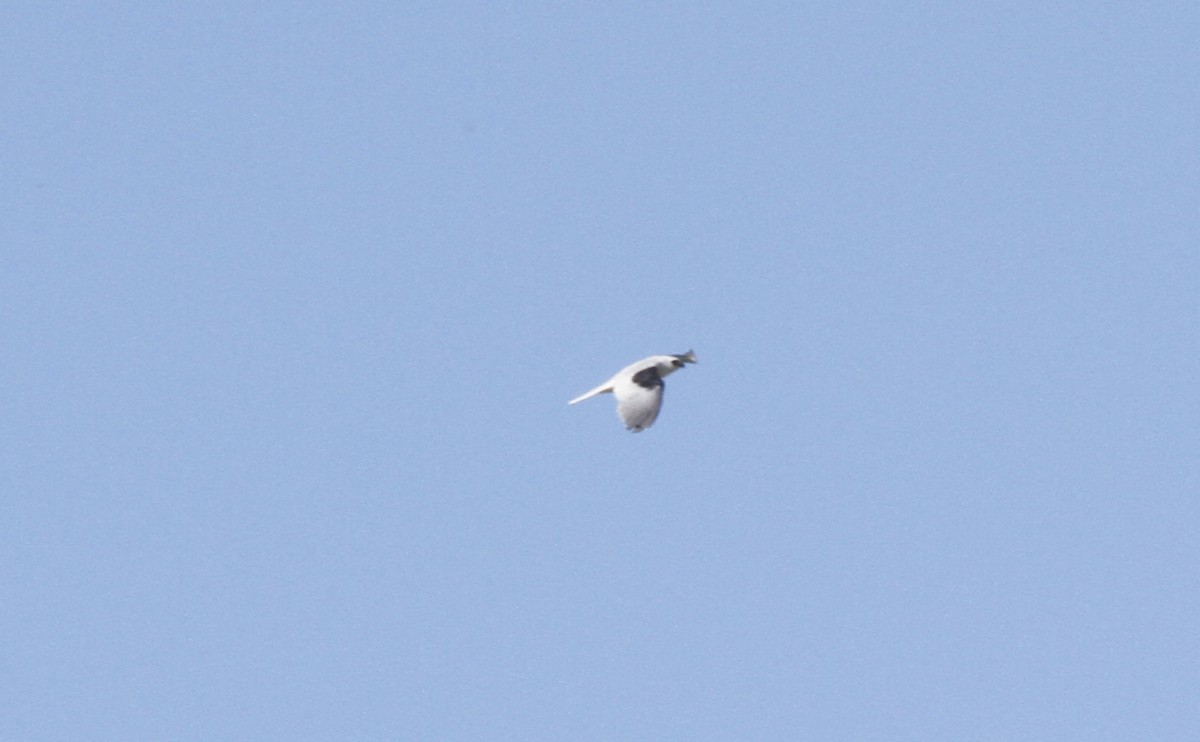 White-tailed Kite - ML579962381