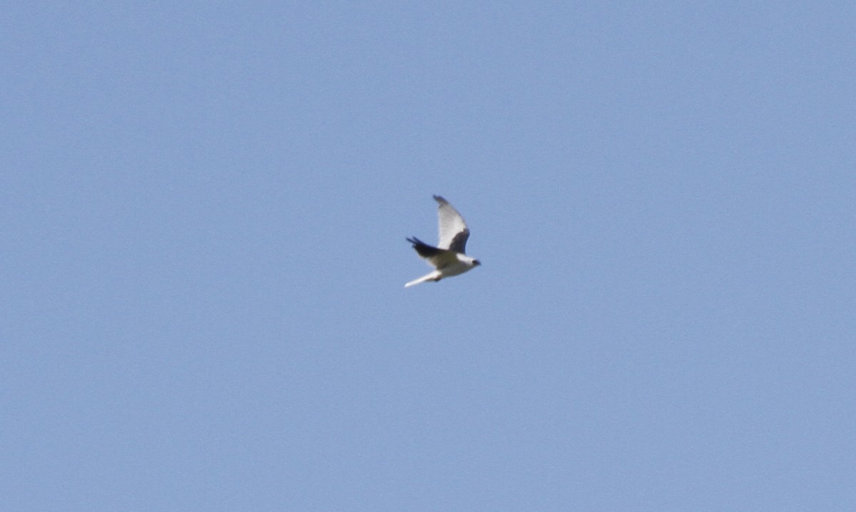 White-tailed Kite - ML579962391