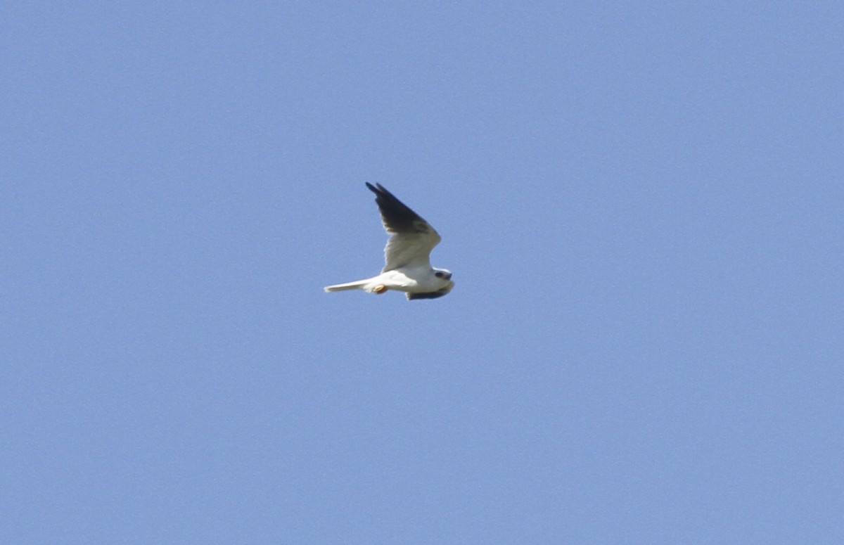 White-tailed Kite - ML579962401