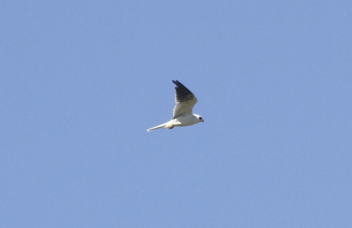 White-tailed Kite - ML579962411