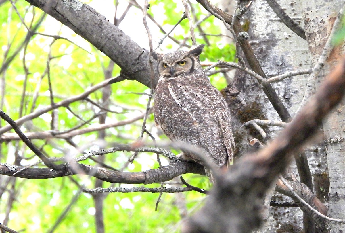 Great Horned Owl - ML579966541