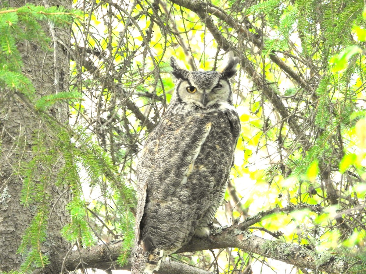 Great Horned Owl - ML579966551