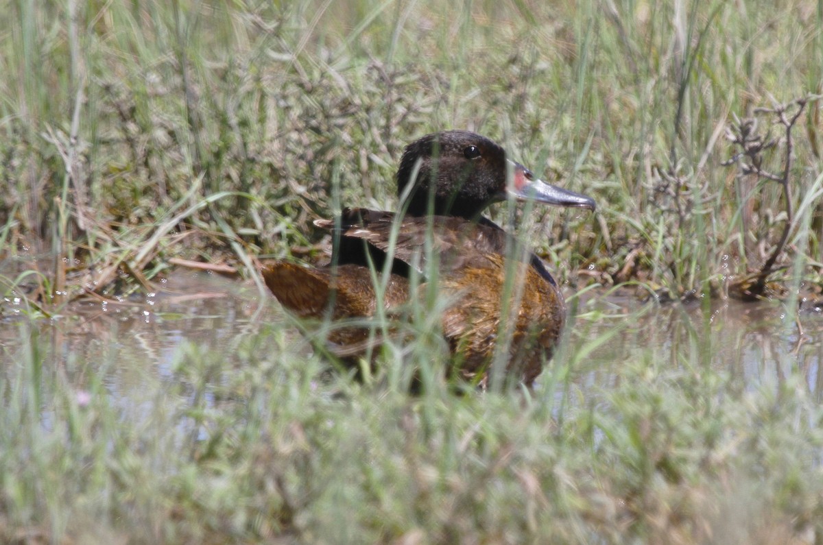Black-headed Duck - ML579969281