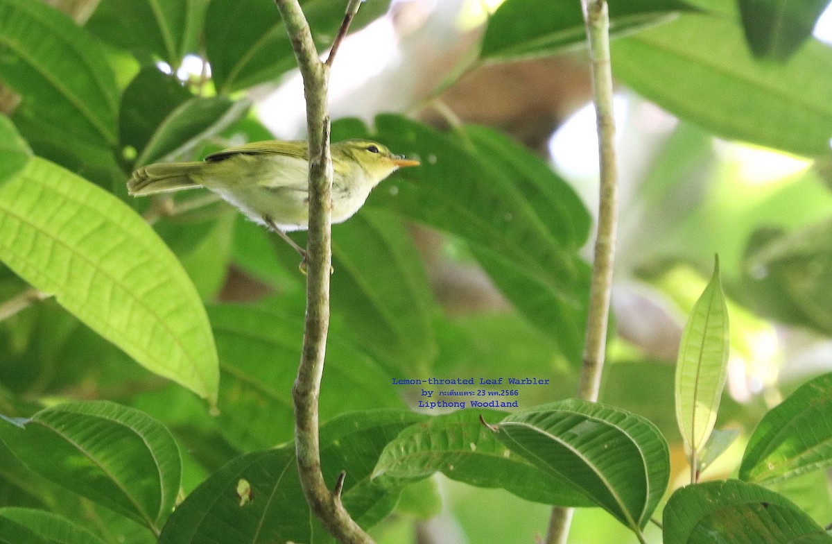 Lemon-throated Leaf Warbler - Argrit Boonsanguan