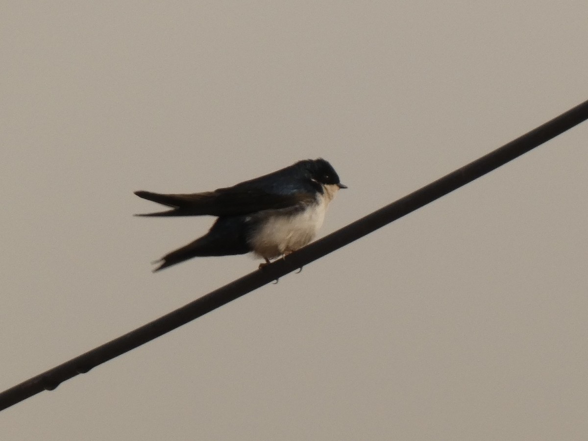 Blue-and-white Swallow - ML579970181