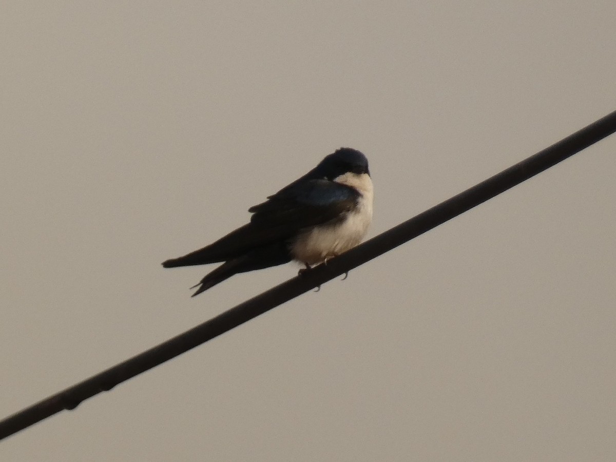 Blue-and-white Swallow - ML579970201
