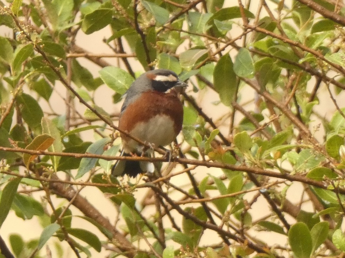 Black-and-chestnut Warbling Finch - ML579970281