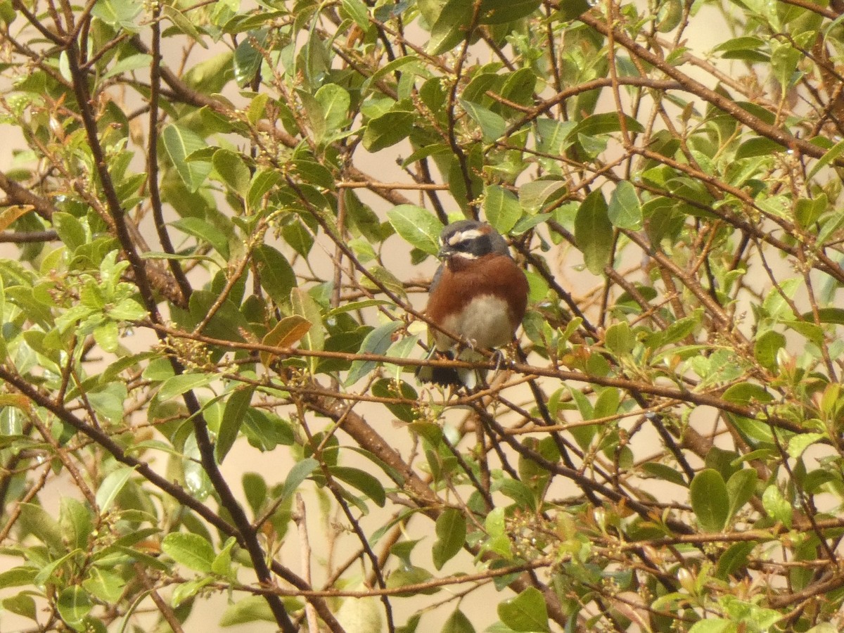 Black-and-chestnut Warbling Finch - ML579970291
