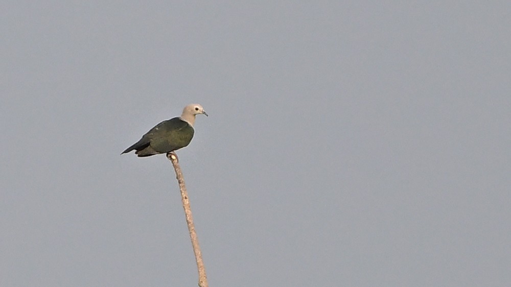 Green Imperial-Pigeon - ML579973711