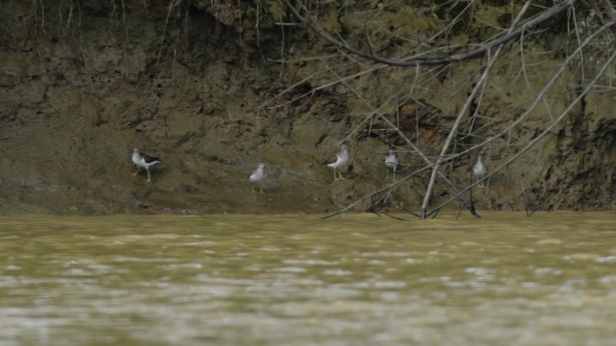 Common Sandpiper - ML579973801