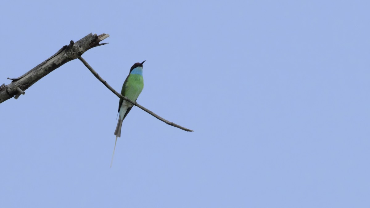 Blue-throated Bee-eater - ML579974471