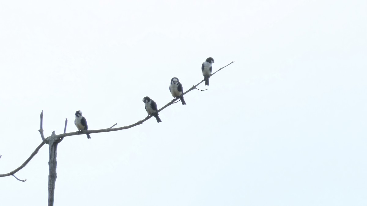 White-fronted Falconet - ML579974511