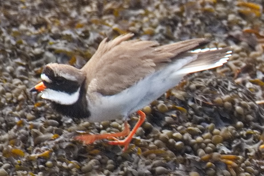 Common Ringed Plover - ML579975511