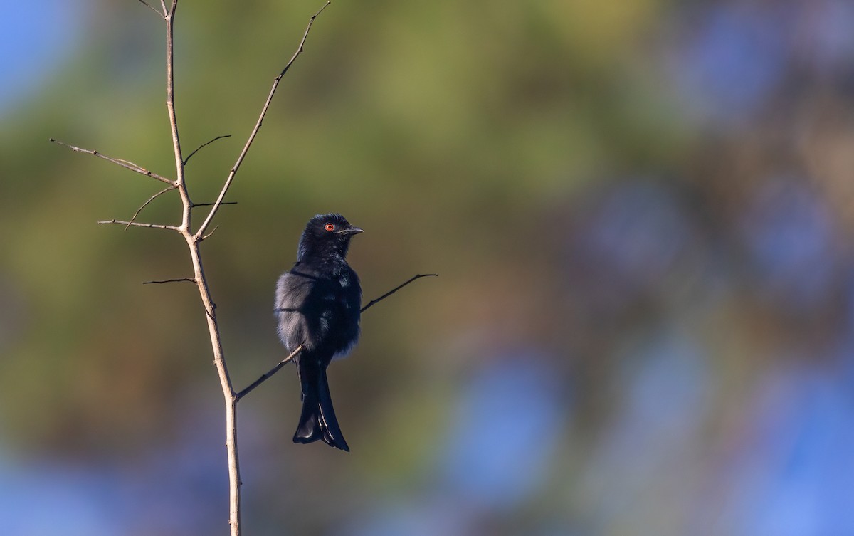 Common Square-tailed Drongo - ML579978351