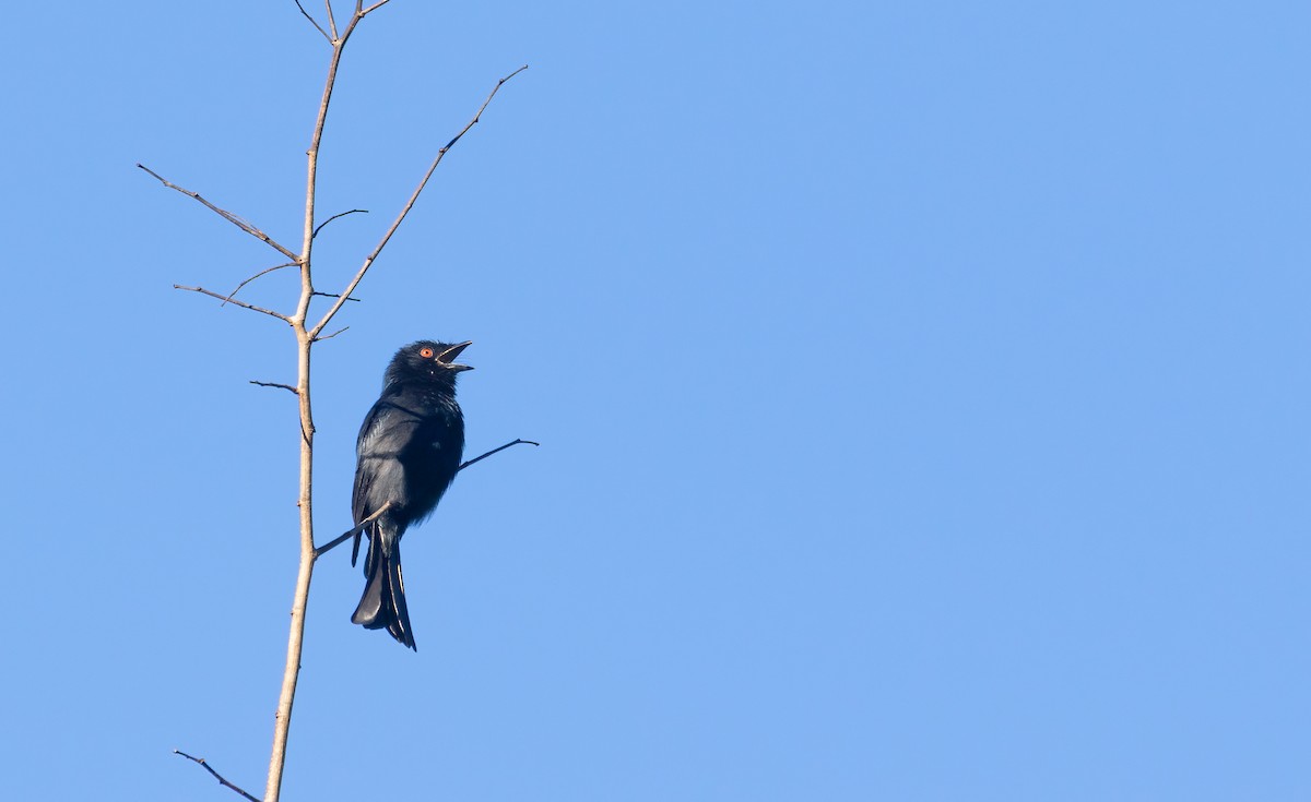 Common Square-tailed Drongo - ML579978361
