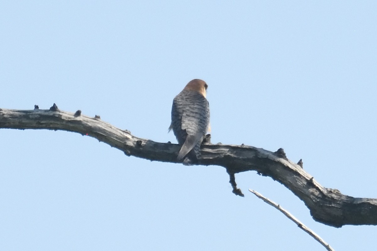 Red-footed Falcon - ML579982631
