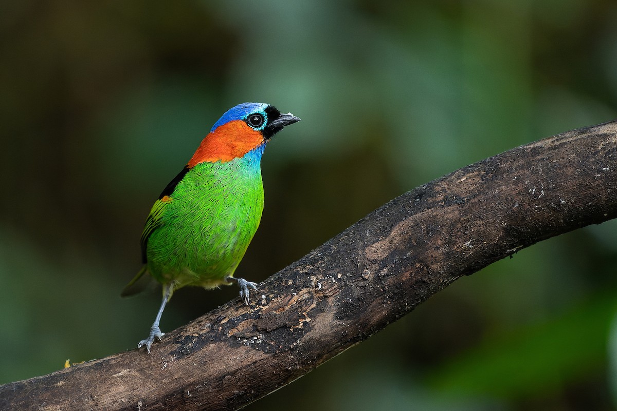 Red-necked Tanager - LUCIANO BERNARDES