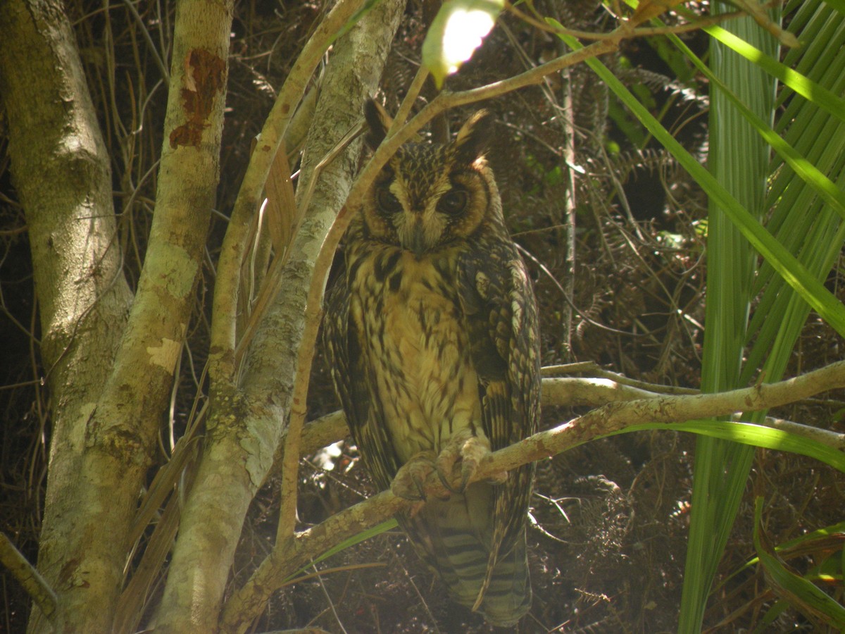 Madagascar Owl - ML57998331