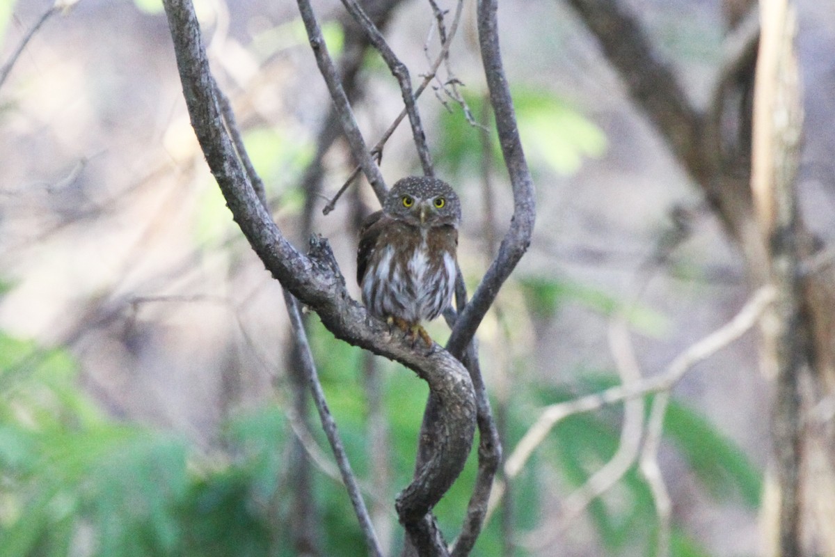 Colima Pygmy-Owl - ML579984591