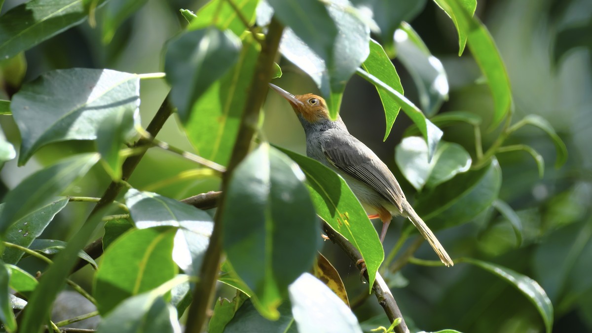 Ashy Tailorbird - ML579984731
