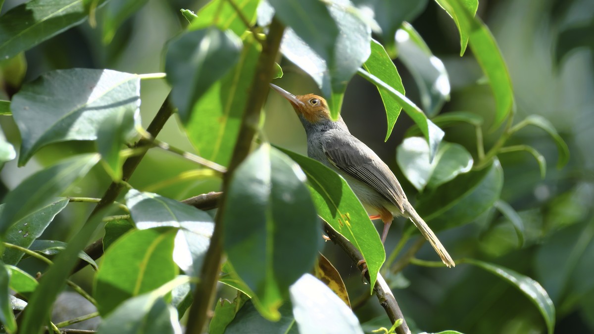 Ashy Tailorbird - xiwen CHEN