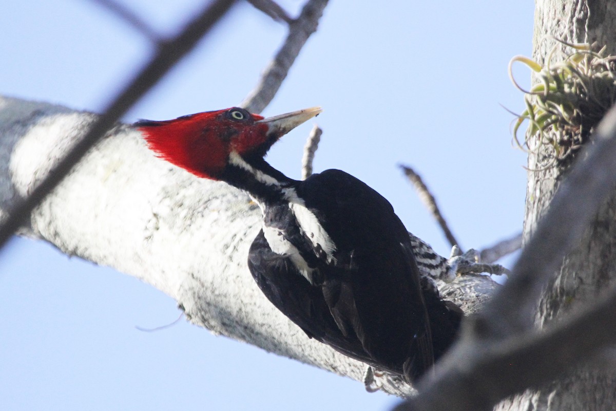 Pale-billed Woodpecker - ML579985191