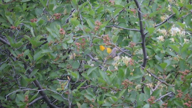 Yellow-breasted Chat - ML579985971