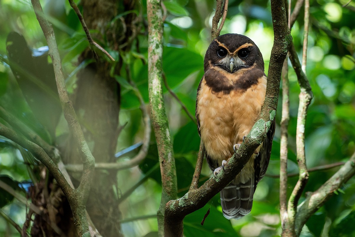 Tawny-browed Owl - LUCIANO BERNARDES