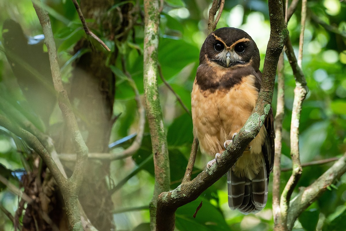 Tawny-browed Owl - ML579986891