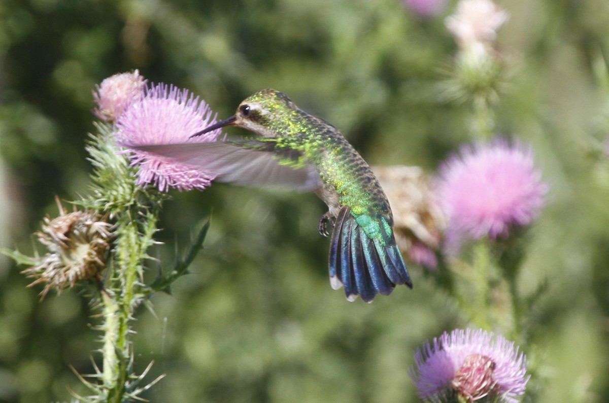 kolibřík lesklobřichý - ML579987611