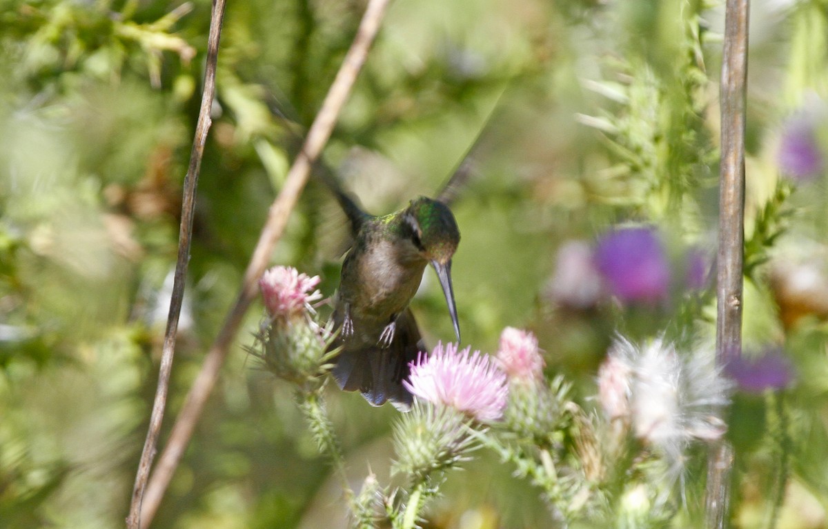 kolibřík lesklobřichý - ML579987621