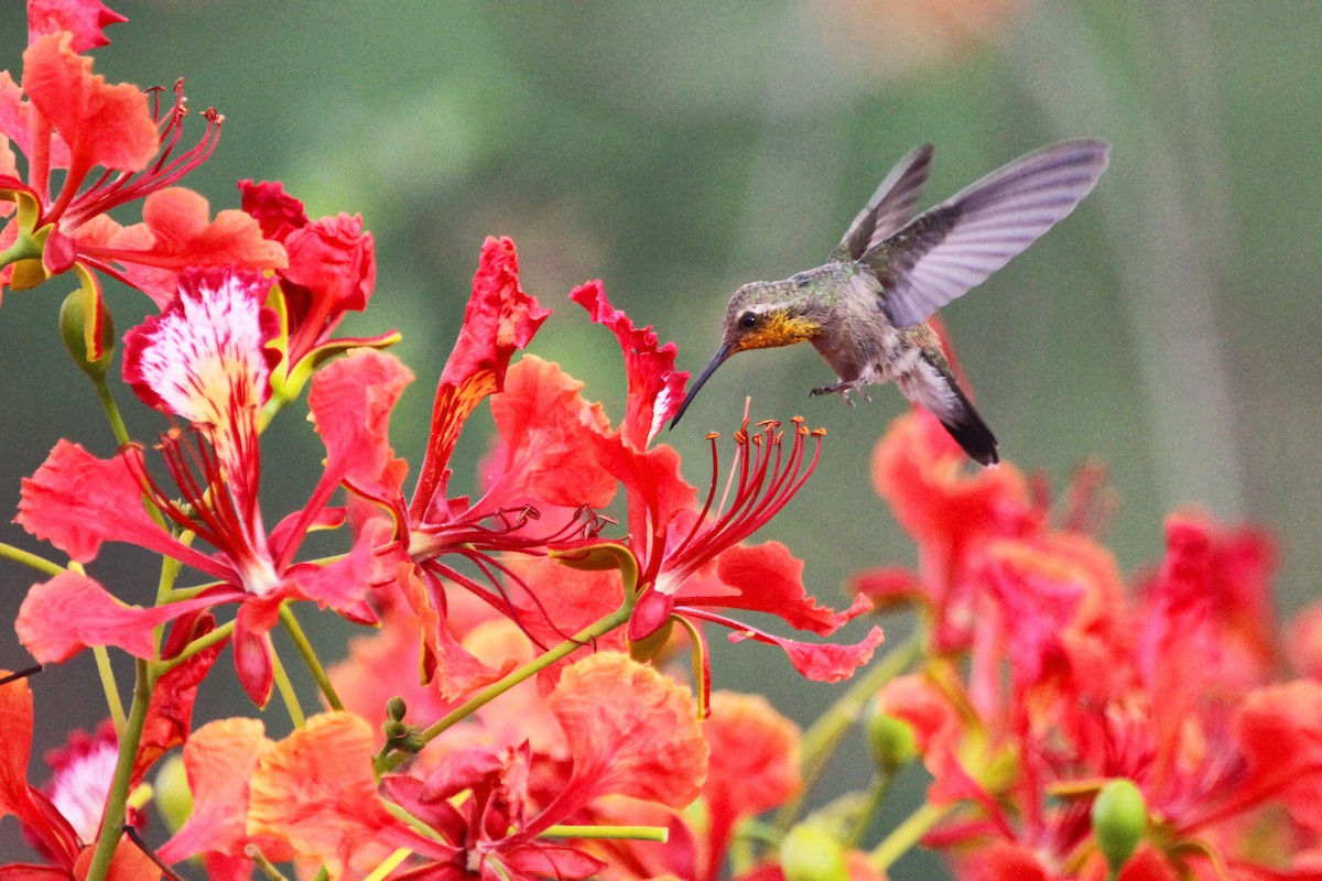 Broad-billed Hummingbird - William McKinney