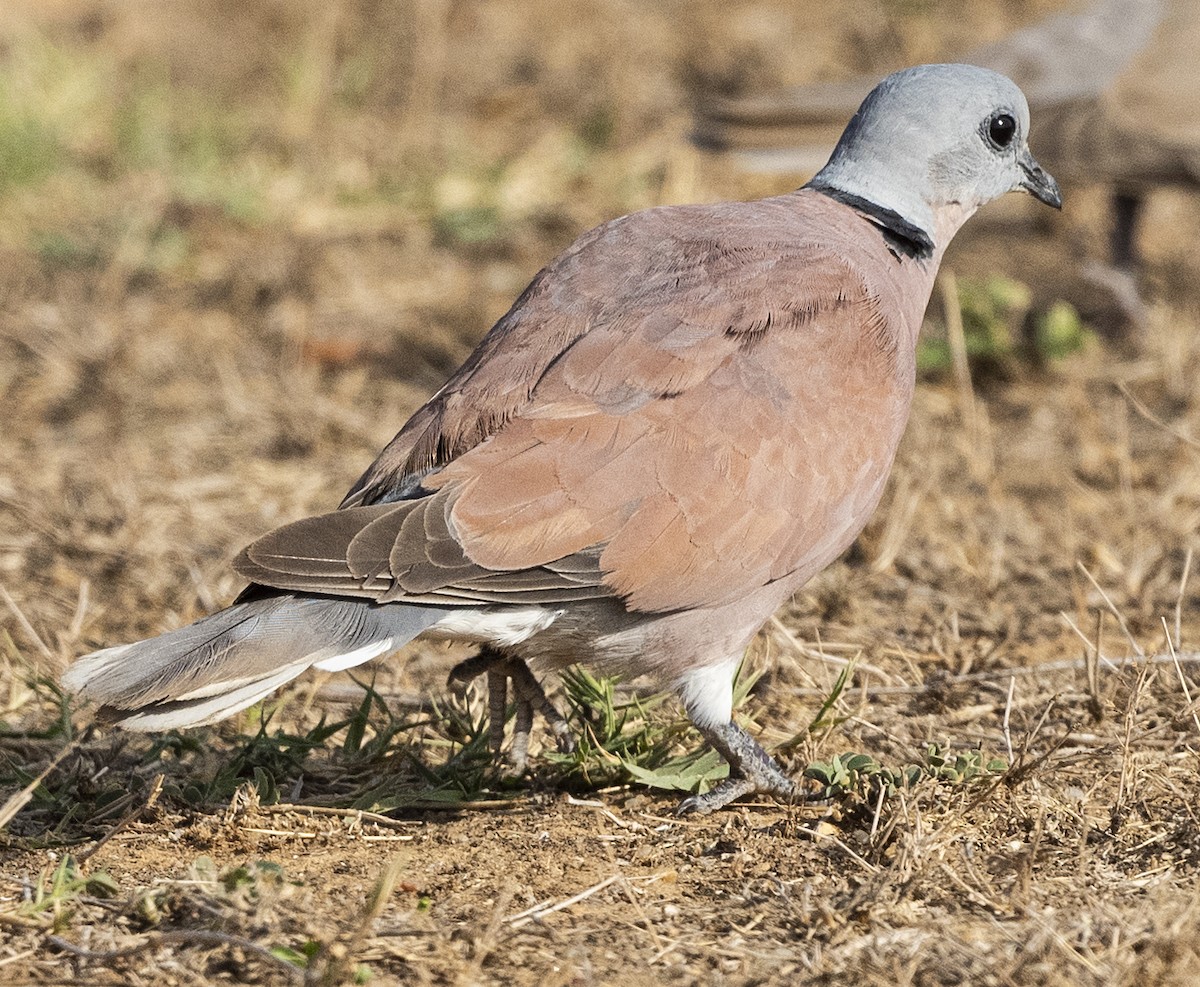 Red Collared-Dove - ML579995381