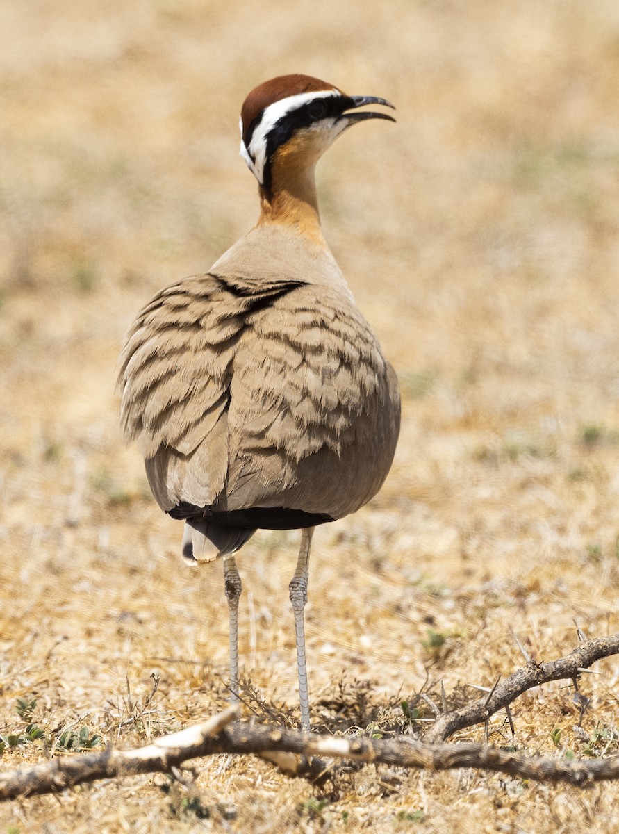 Indian Courser - ML579995451