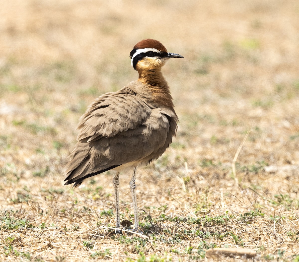 Indian Courser - ML579995471