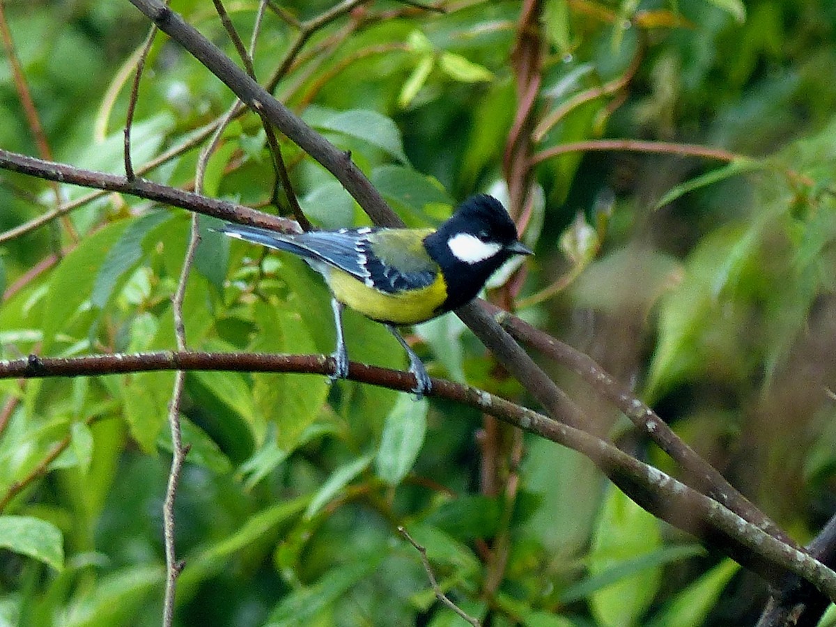 Green-backed Tit - ML579997151