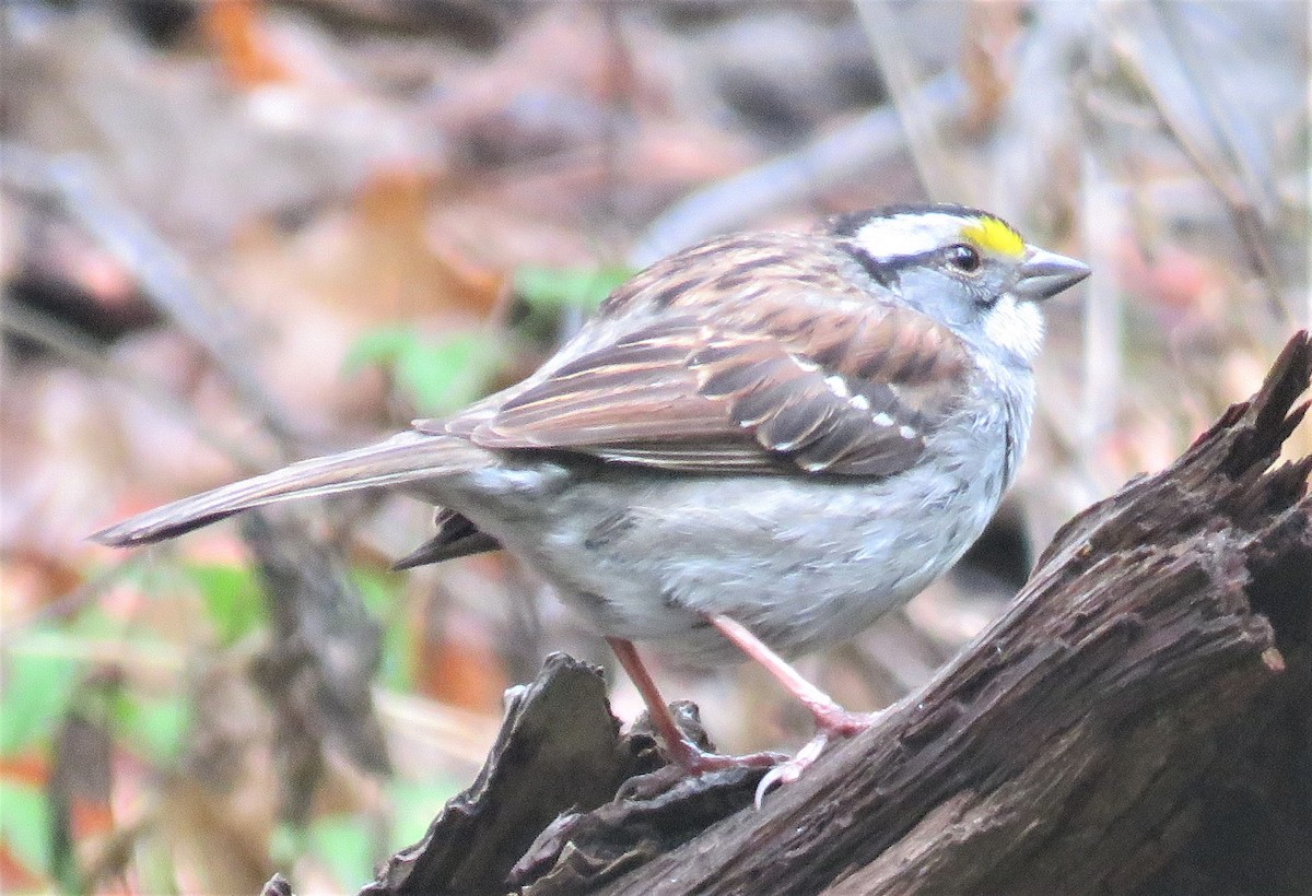 White-throated Sparrow - Robin Gurule