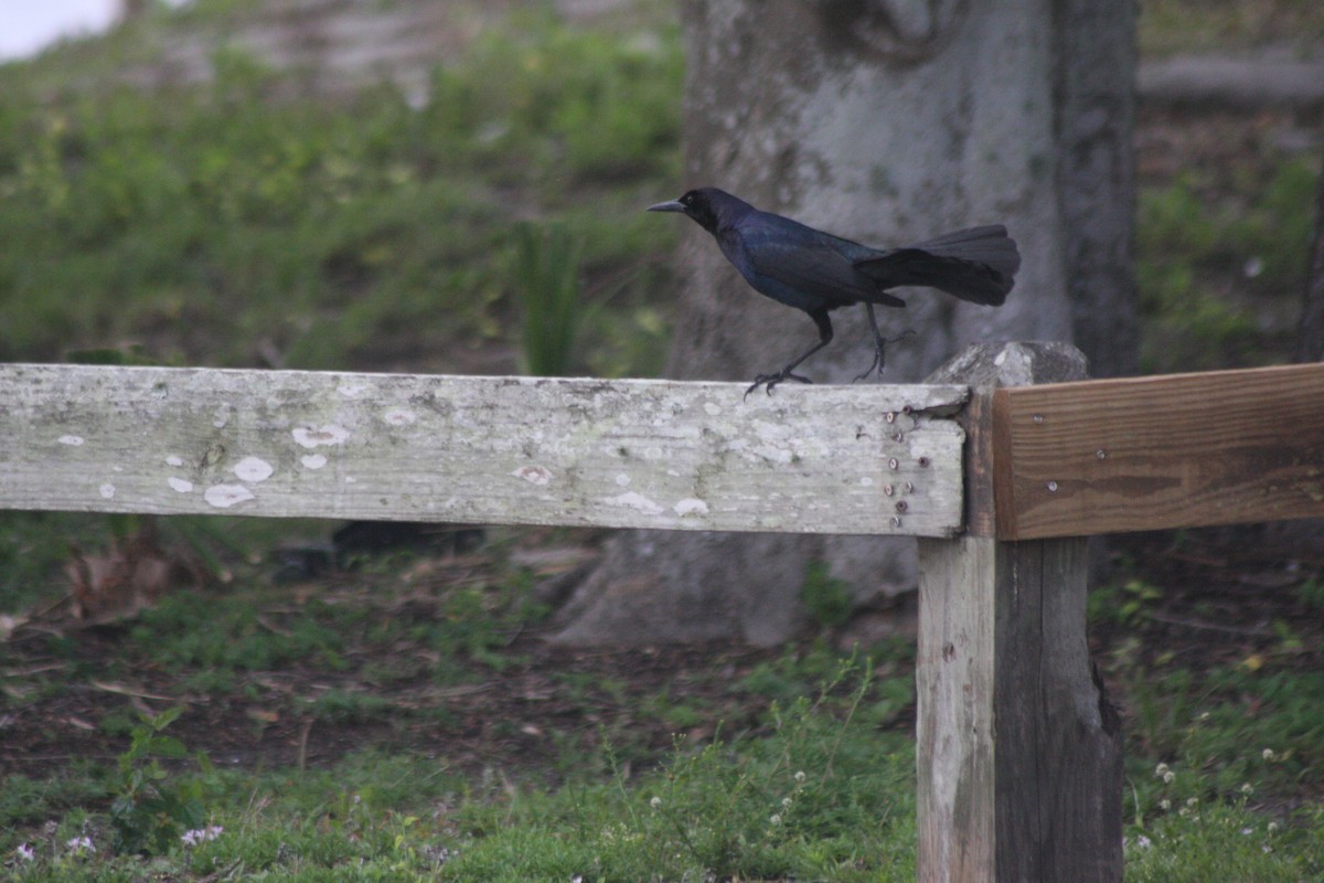 Boat-tailed Grackle - ML579998111