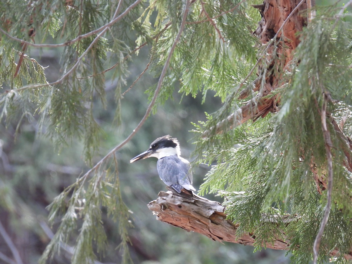 Belted Kingfisher - Uday Sant