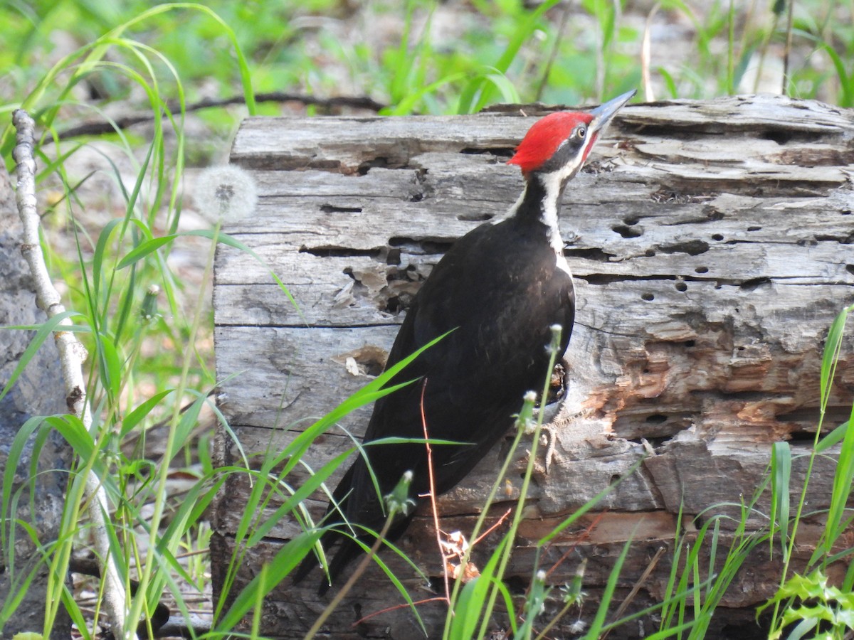 Pileated Woodpecker - Uday Sant